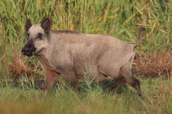 ______S C H W E I N _G E H A B T_____