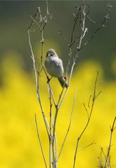 S. conspicillata