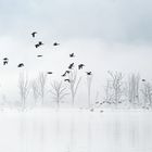 s e a s o n s . m o v e m e n t