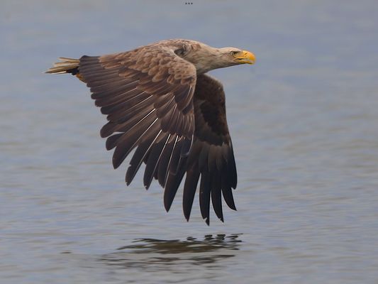 _____S E E A D L E R_______