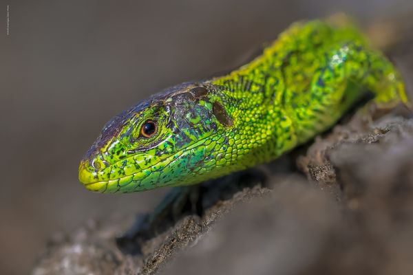 s e h r . i n t e n s i v 