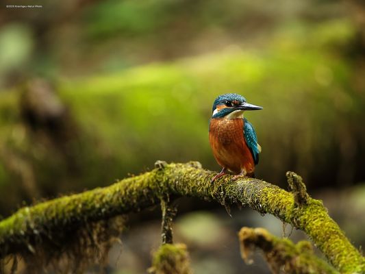 s e h r . n e t t . u n d . a u c h . a d r e t t 