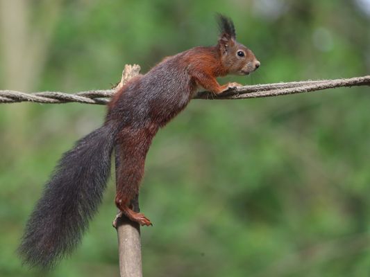 S E I L T Ä N Z E R