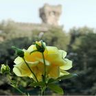 s épanouir à l ombre du château ....