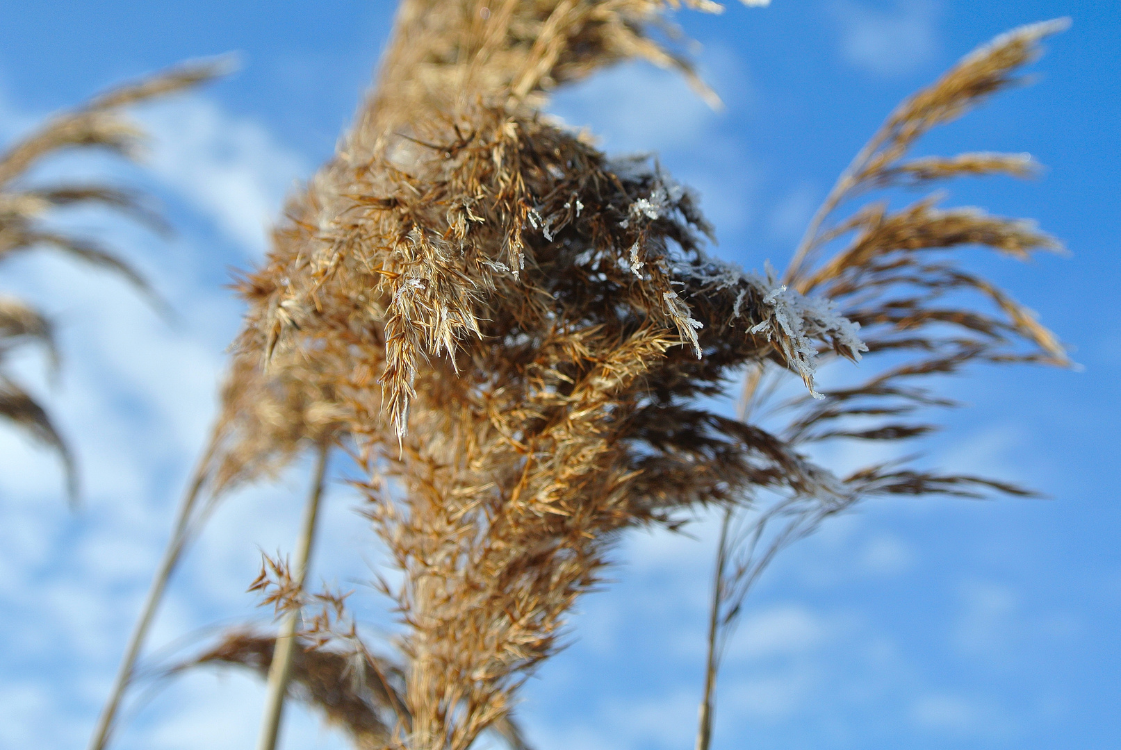 `s Fähnle im Wind