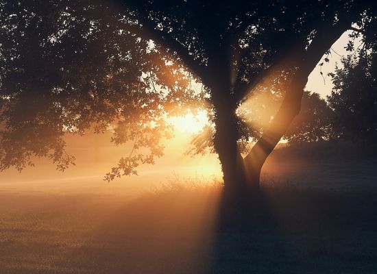 s h i n e . t h r o u g h