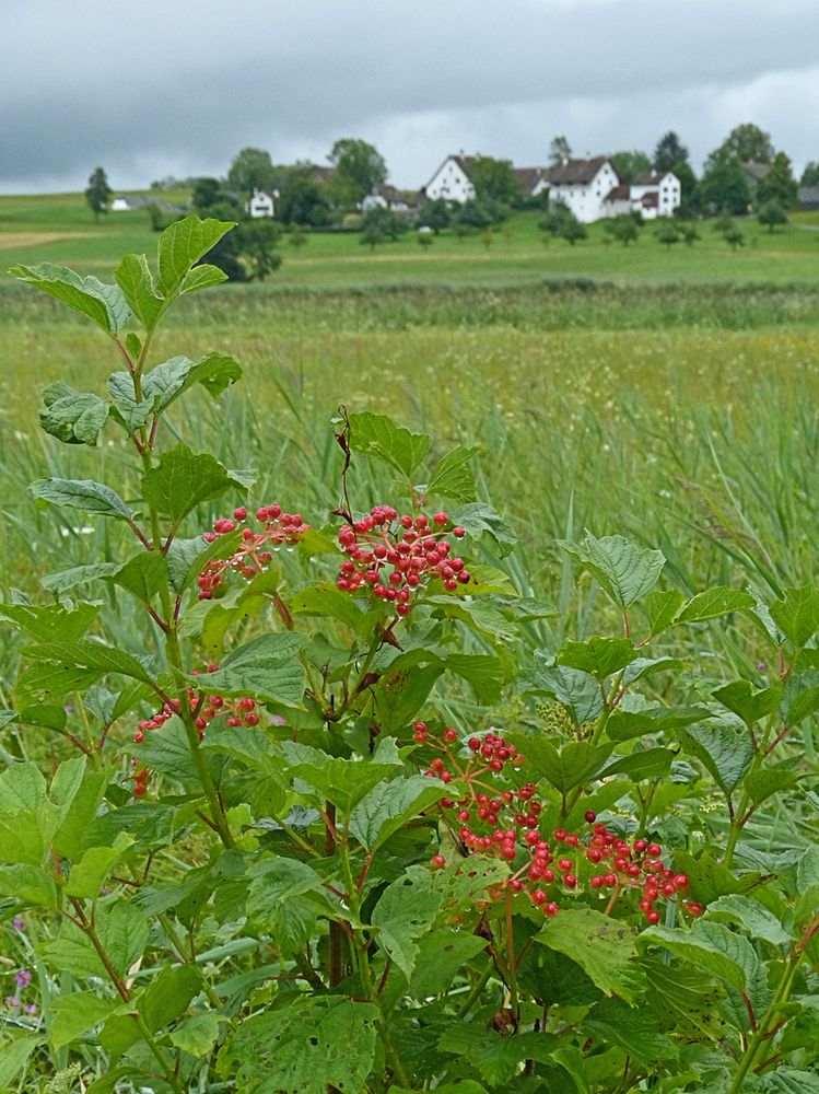 s herbschtelet