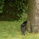 S' Mauselchen im Garten oder?