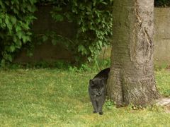 S' Mauselchen im Garten oder?