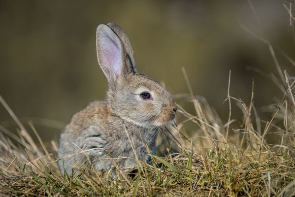 s o n n t a g . a m . w i l d - k a n i n c h e n - b a u 