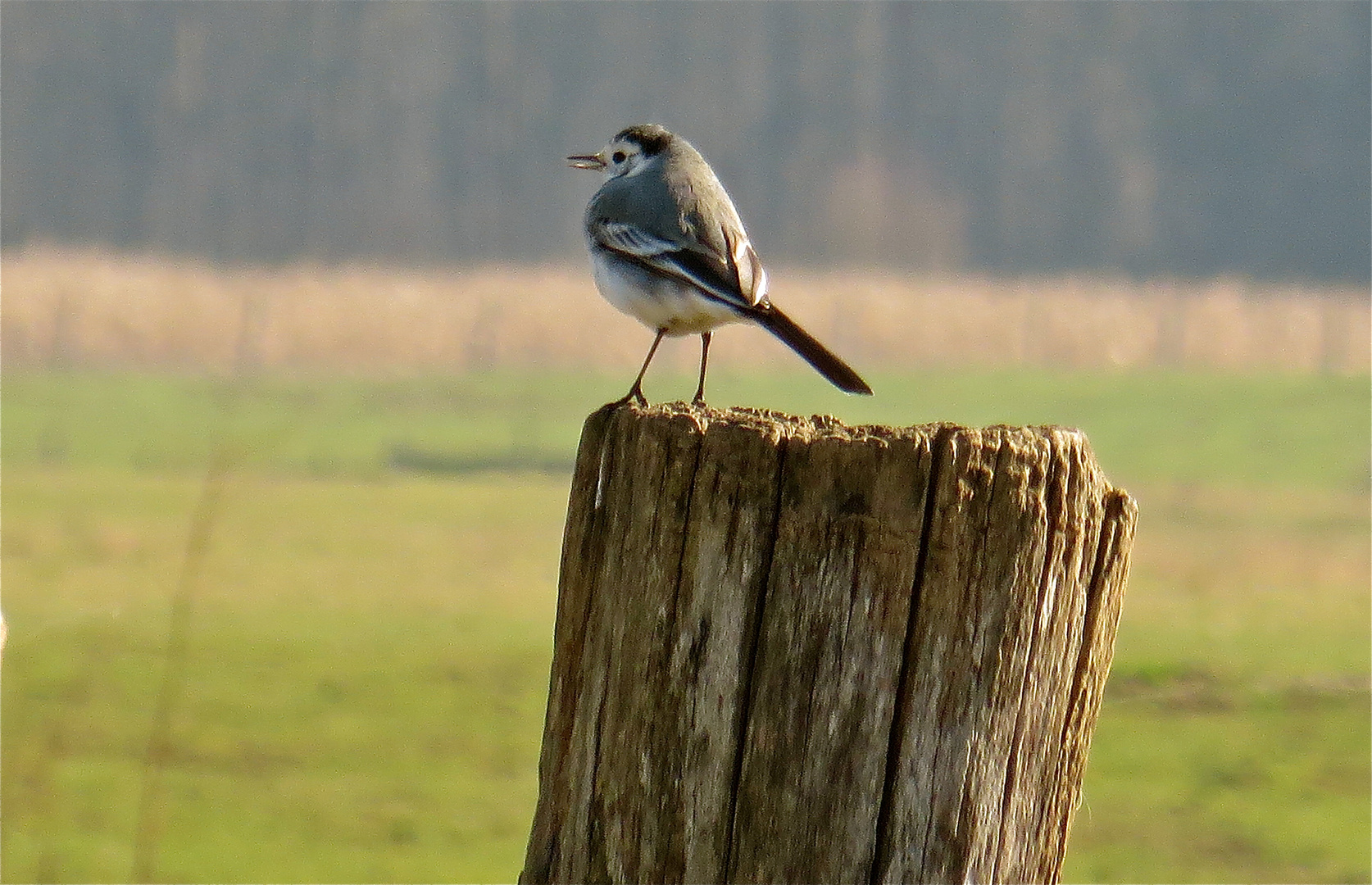 S O N N T A G S G R U Ss Foto Bild Tiere Wildlife Wild Lebende Vogel Bilder Auf Fotocommunity