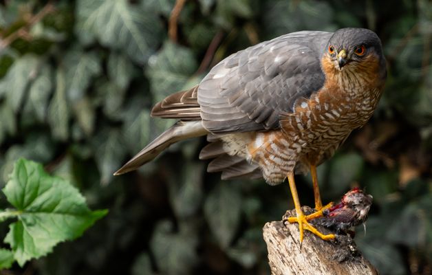 -....°S p e r b e r am 2 4 igsten°....-