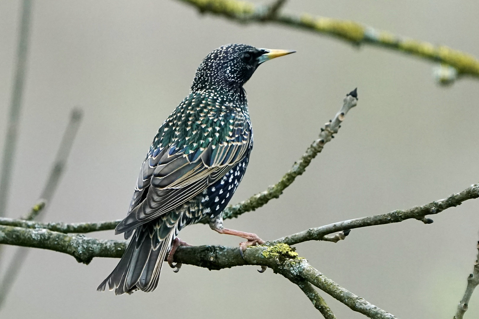 S t a r  (Sturnus vulgaris) 