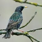 S t a r  (Sturnus vulgaris) 