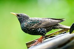 S t a r   (Sturnus vulgaris) 