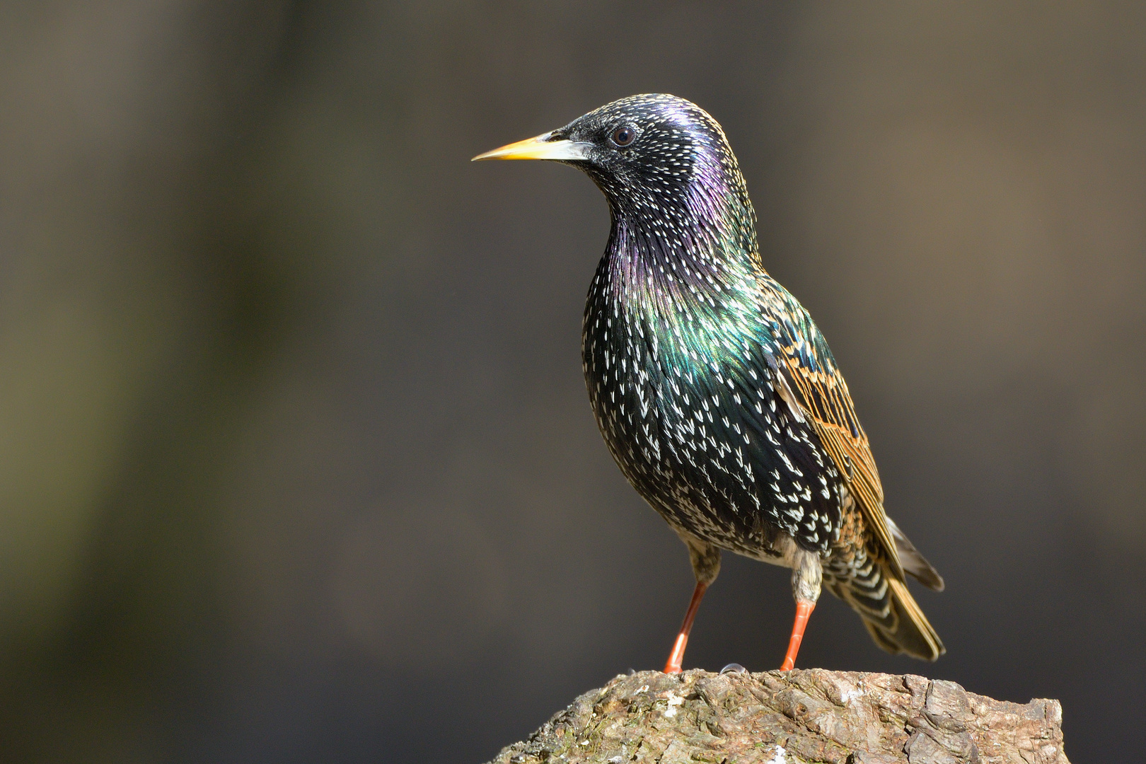 S t a r   (Sturnus vulgaris)