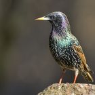 S t a r   (Sturnus vulgaris)