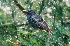 S t a r (Sturnus vulgaris)