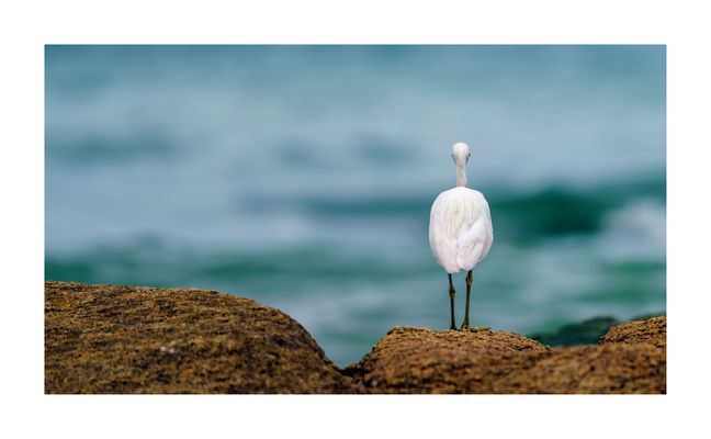 S T I L L G E S T A N D E N