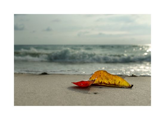 S T R A N D H E R B S T