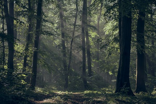 S t r e i f z ü g e