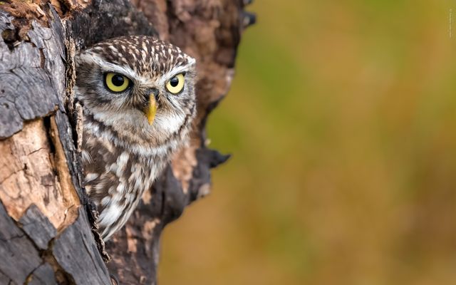 s t r e u o b s t w i e s e n b e w o h n e r 