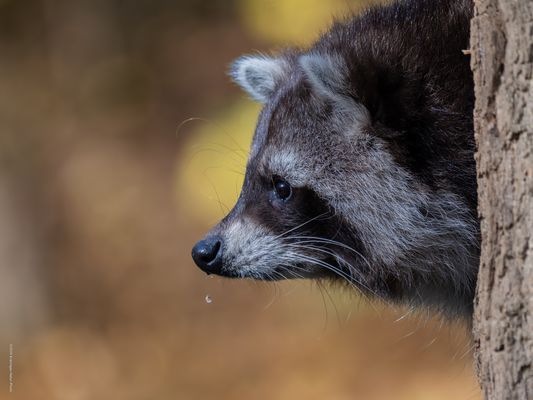 . . ' s . t r o p f t  . . 