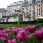 ´s Tulpenzeit in Wien