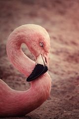 S wie Flamingo