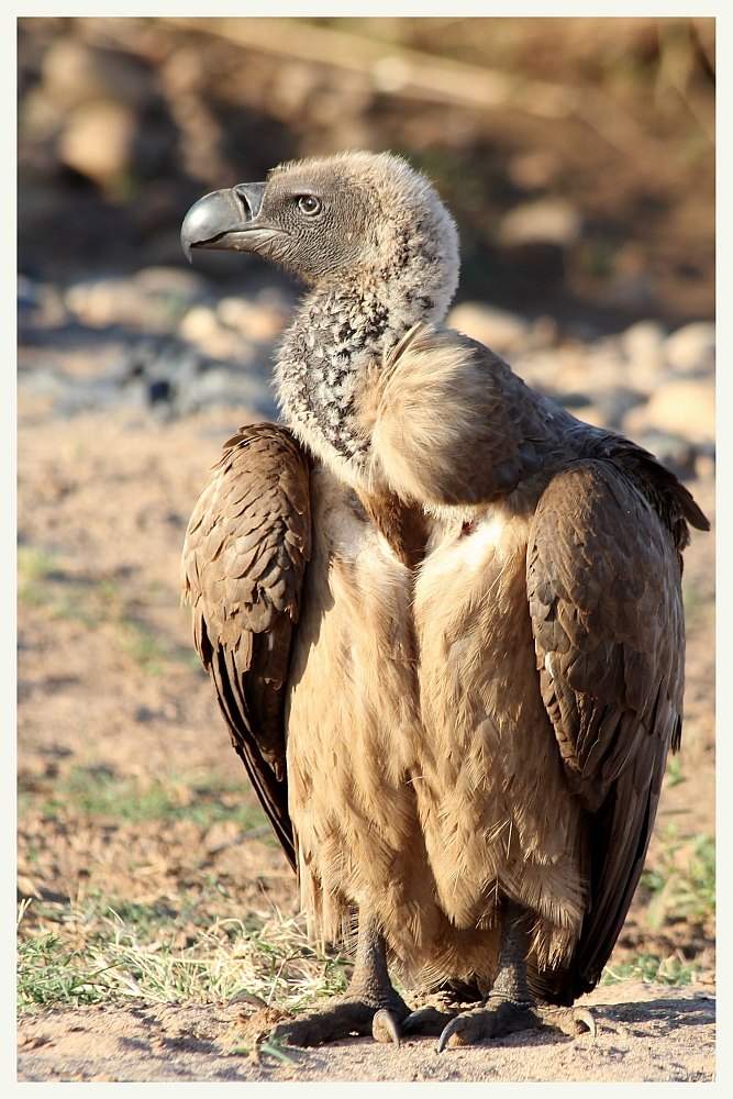 SA #1 - Cape Vulture