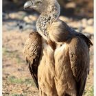 SA #1 - Cape Vulture