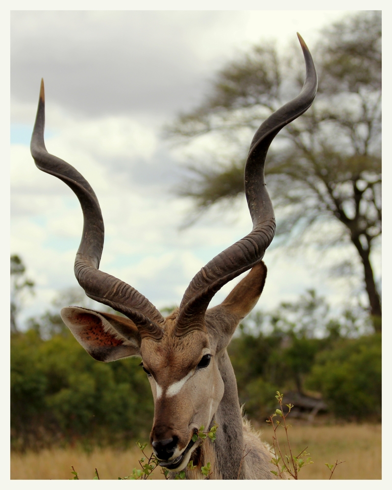 SA #4 - Kudu