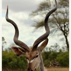 SA #4 - Kudu