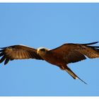 SA #5 - Yellow-billed Kite