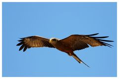 SA #5 - Yellow-billed Kite