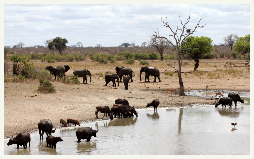 SA #6 - N'watinungu Waterhole