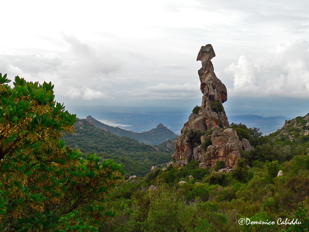 "sa Crabarissa" Austis (Nu)