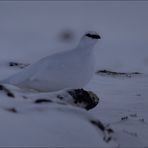 Åsa... das zarte, bärenstarke Schneehuhn