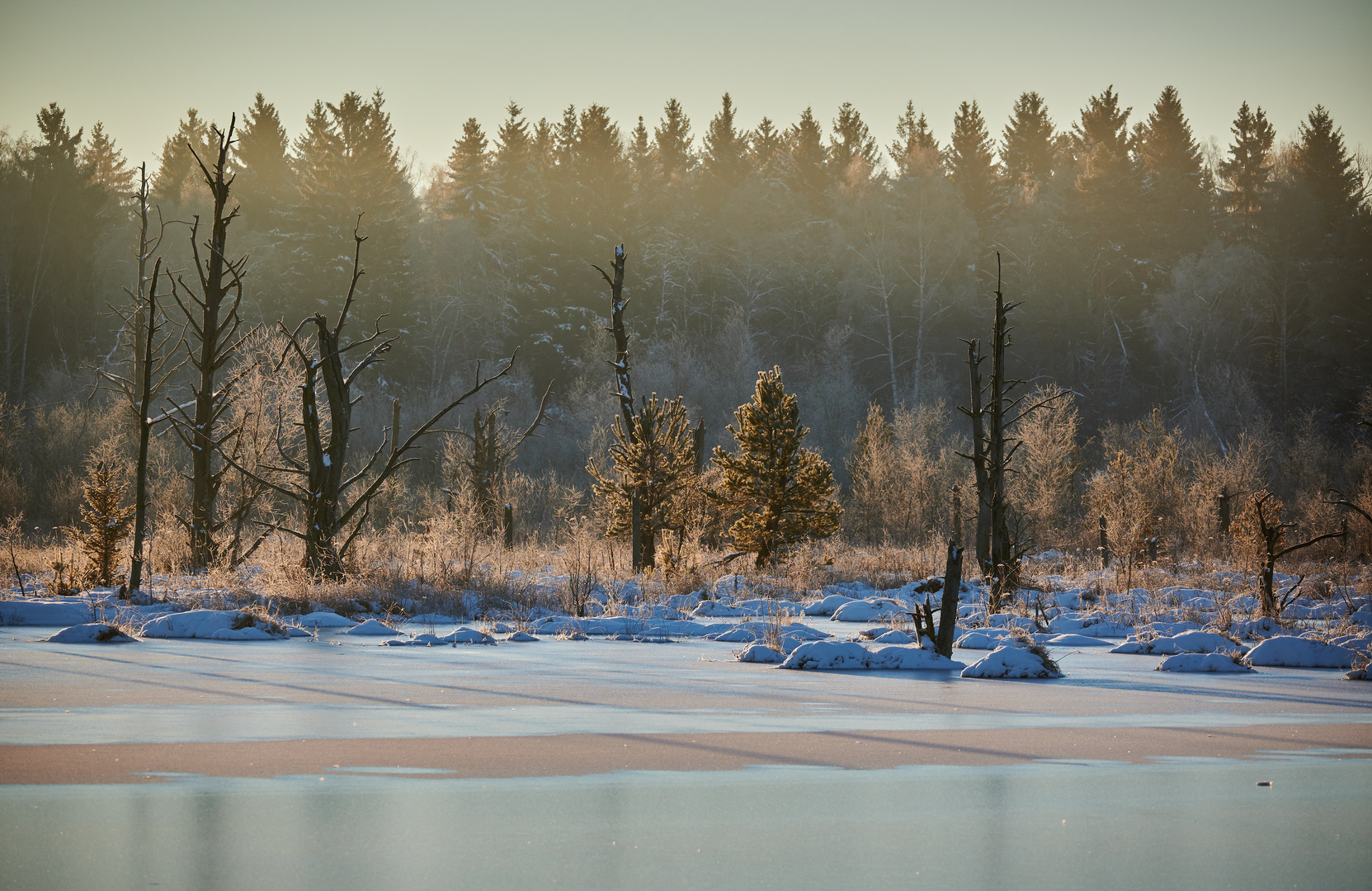 SA im Winter im Schwenninger Moos