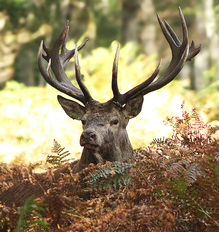 ...Sa Majesté de la forêt..