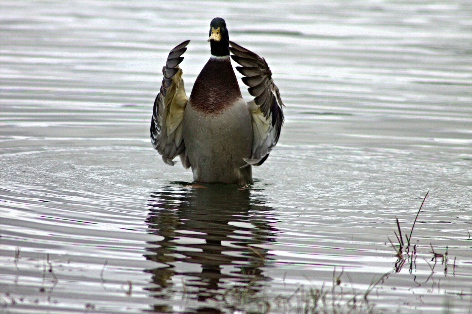 sa majesté le canard