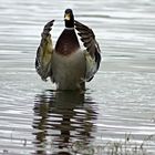 sa majesté le canard