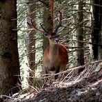 Sa Majesté le cerf !!!