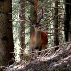 Sa Majesté le cerf !!!