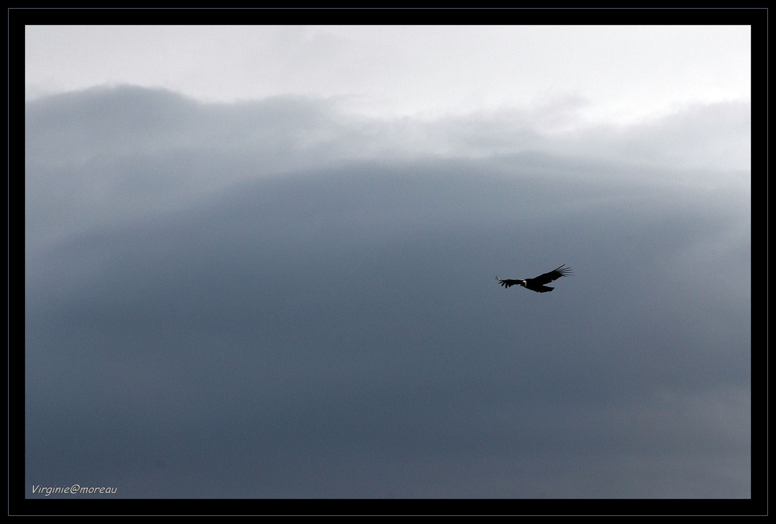 Sa majesté le Condor des Andes...