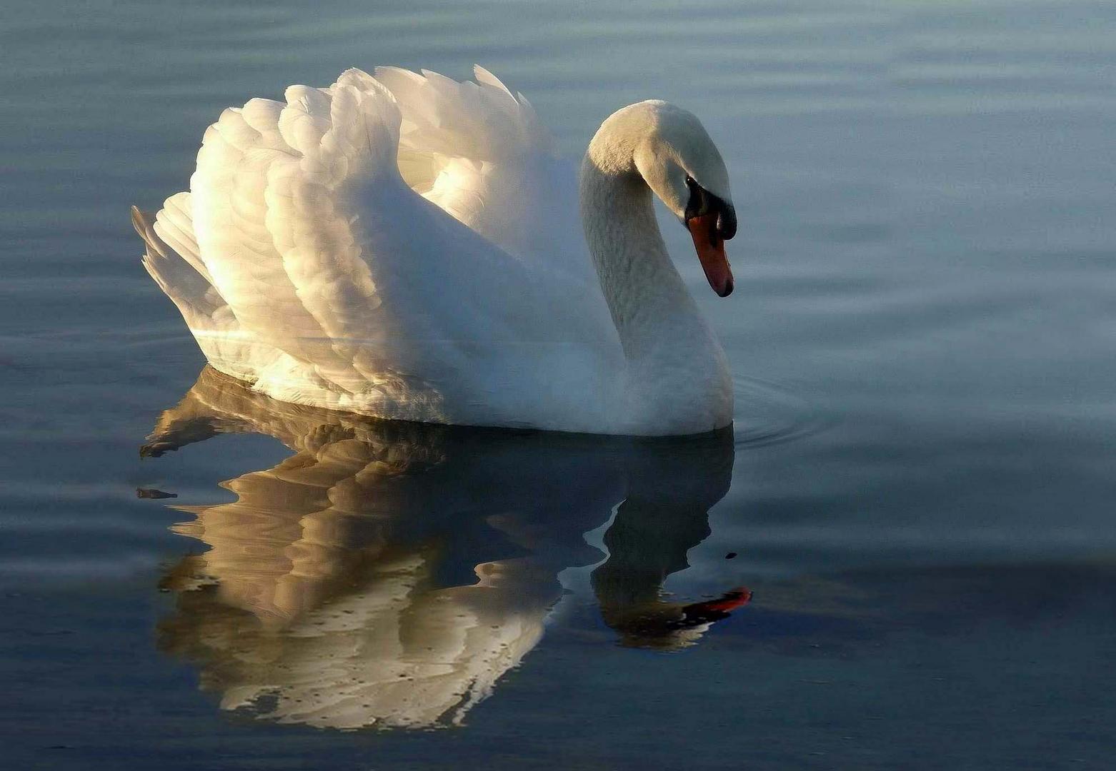 Sa Majesté le Cygne ...