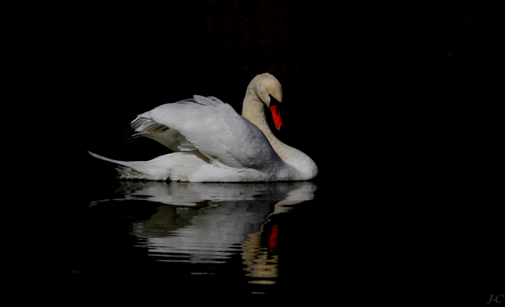 " Sa majesté , le cygne "