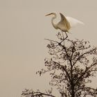 Sa majesté le héron blanc