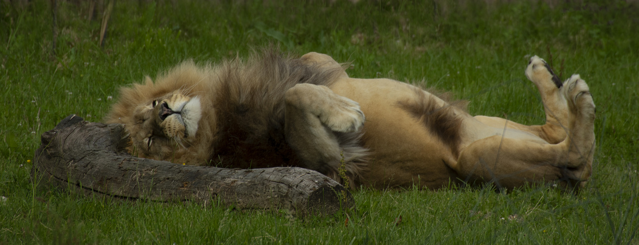 Sa Majesté le lion ! (Panthera leo leo, lion d'Afrique)