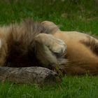 Sa Majesté le lion ! (Panthera leo leo, lion d'Afrique)